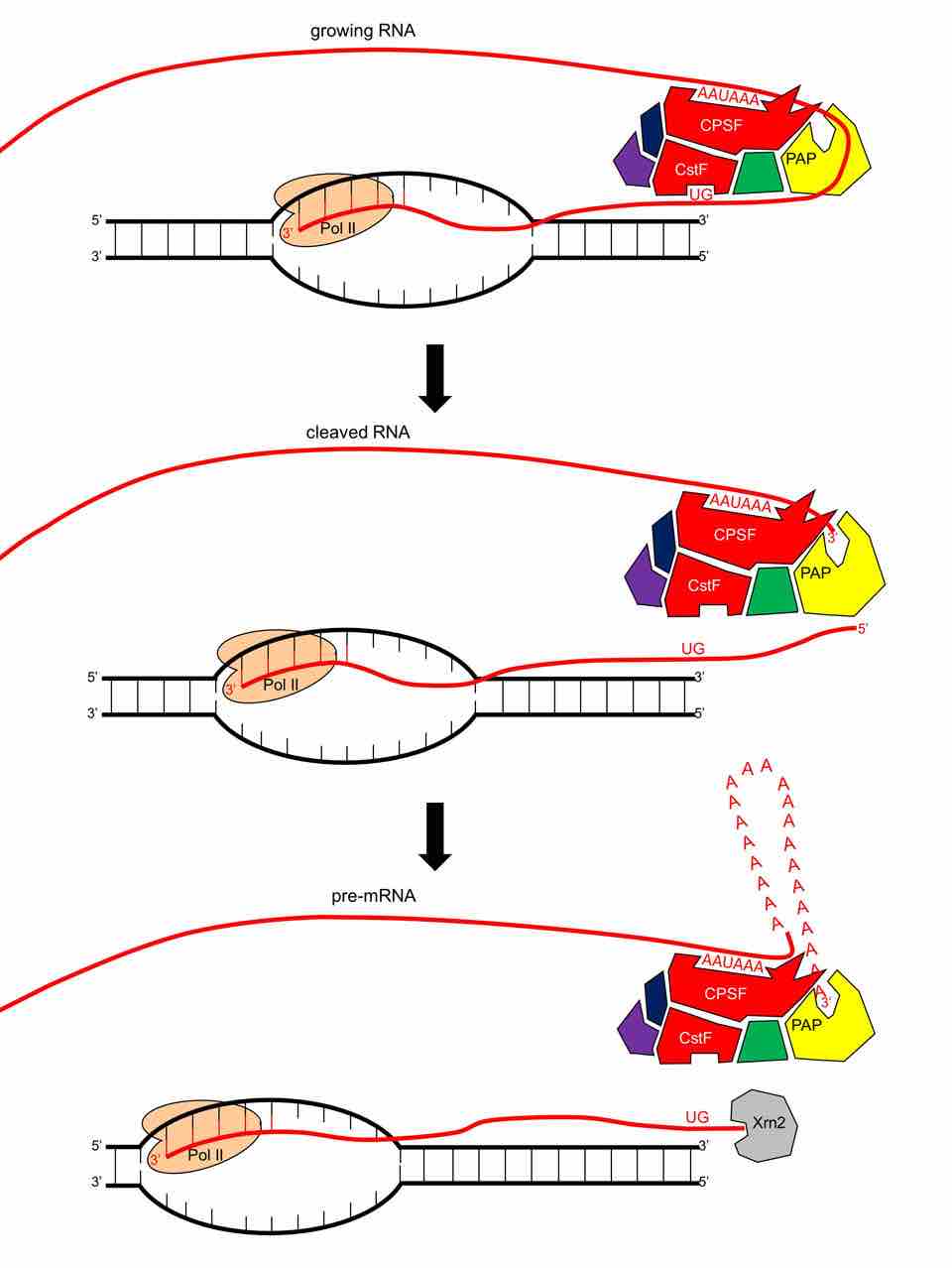 Poly (A) Polymerase adds a 3' poly (A) tail to the pre-mRNA.